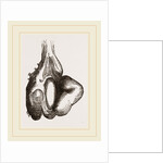 Camel foot by Anonymous