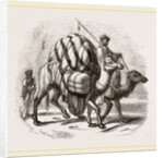 Loaded Camels by Anonymous