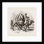 Loaded Camels by Anonymous