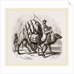 Loaded Camels by Anonymous