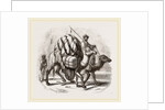 Loaded Camels by Anonymous