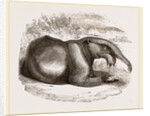 Dinotherium by Anonymous