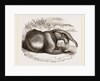Dinotherium by Anonymous