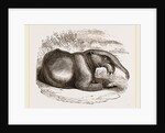 Dinotherium by Anonymous