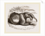 Dinotherium by Anonymous