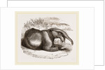 Dinotherium by Anonymous