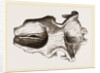 Skull of Dinotherium by Anonymous