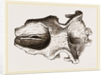 Skull of Dinotherium by Anonymous