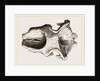 Skull of Dinotherium by Anonymous