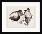 Skull of Dinotherium by Anonymous