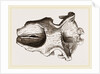 Skull of Dinotherium by Anonymous