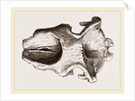 Skull of Dinotherium by Anonymous