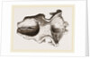 Skull of Dinotherium by Anonymous