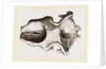 Skull of Dinotherium by Anonymous