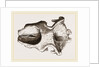 Skull of Dinotherium by Anonymous