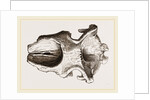 Skull of Dinotherium by Anonymous