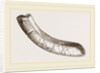 incisor of lower-jaw Toxodon by Anonymous