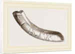 incisor of lower-jaw Toxodon by Anonymous