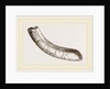 incisor of lower-jaw Toxodon by Anonymous