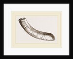 incisor of lower-jaw Toxodon by Anonymous