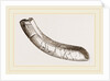 incisor of lower-jaw Toxodon by Anonymous