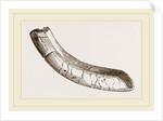 incisor of lower-jaw Toxodon by Anonymous
