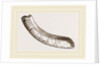 incisor of lower-jaw Toxodon by Anonymous