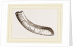 incisor of lower-jaw Toxodon by Anonymous