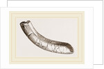 incisor of lower-jaw Toxodon by Anonymous