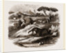 Dinotherium by Anonymous