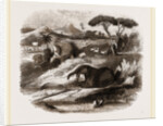 Dinotherium by Anonymous