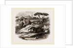 Dinotherium by Anonymous