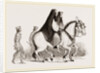 Asses by Anonymous