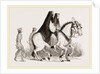 Asses by Anonymous