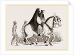 Asses by Anonymous