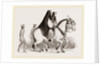Asses by Anonymous