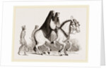 Asses by Anonymous