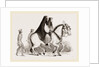 Asses by Anonymous