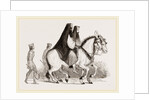 Asses by Anonymous