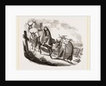 Mules by Anonymous