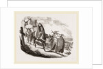 Mules by Anonymous