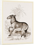 Wild ass by Anonymous