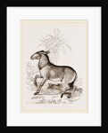 Wild ass by Anonymous