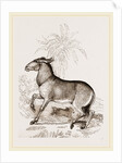 Wild ass by Anonymous