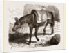 Mule by Anonymous