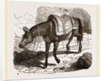 Mule by Anonymous