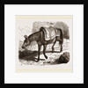 Mule by Anonymous