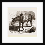 Mule by Anonymous