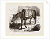 Mule by Anonymous