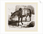 Mule by Anonymous